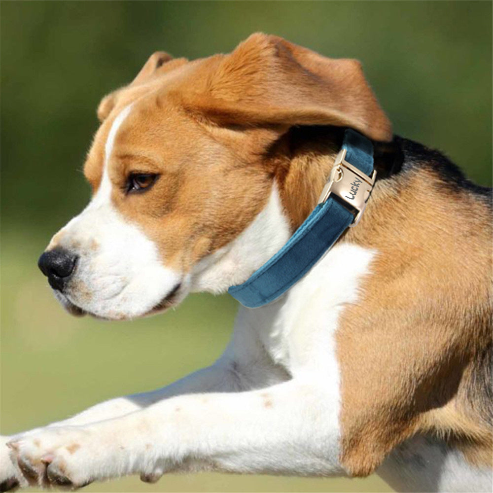 Colliers pour chien
